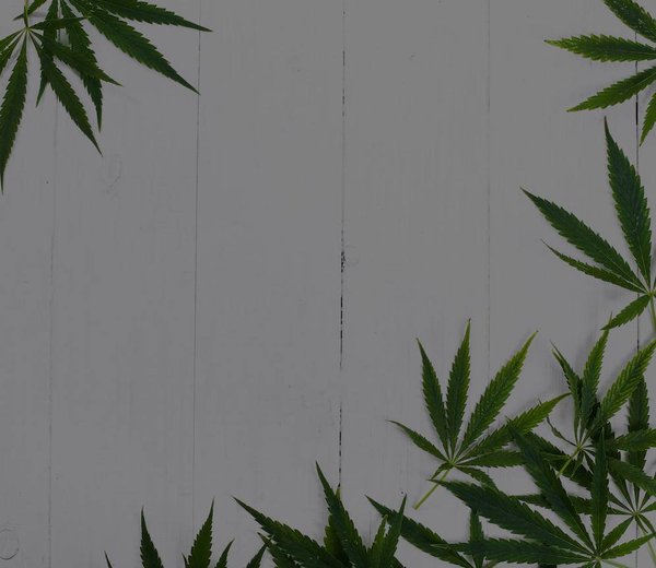 Cannabidiol Actu