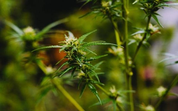 Comment combiner le CBD avec d'autres plantes ou substances pour potentialiser ses effets ?