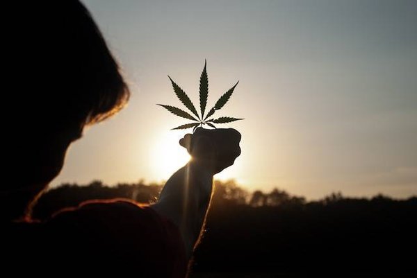 Quel est le statut juridique du CBD en France en 2023 ?