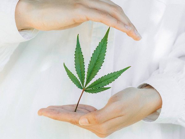 Cannabidiol à usage médical : le vrai et le faux